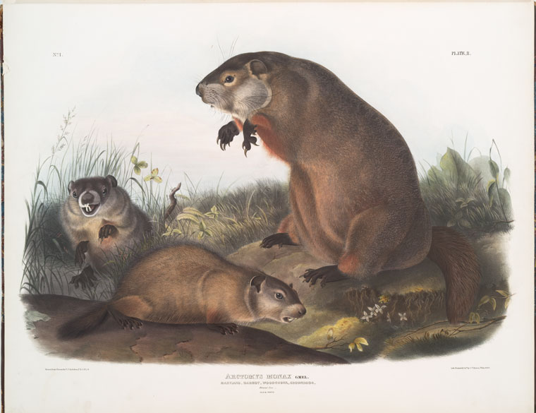 Don’t get afraid of your Shadow this Ground Hog’s Day ! Some Animal Law Resources @ NYLI